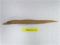 藏品(日本光鱗魚)的圖片